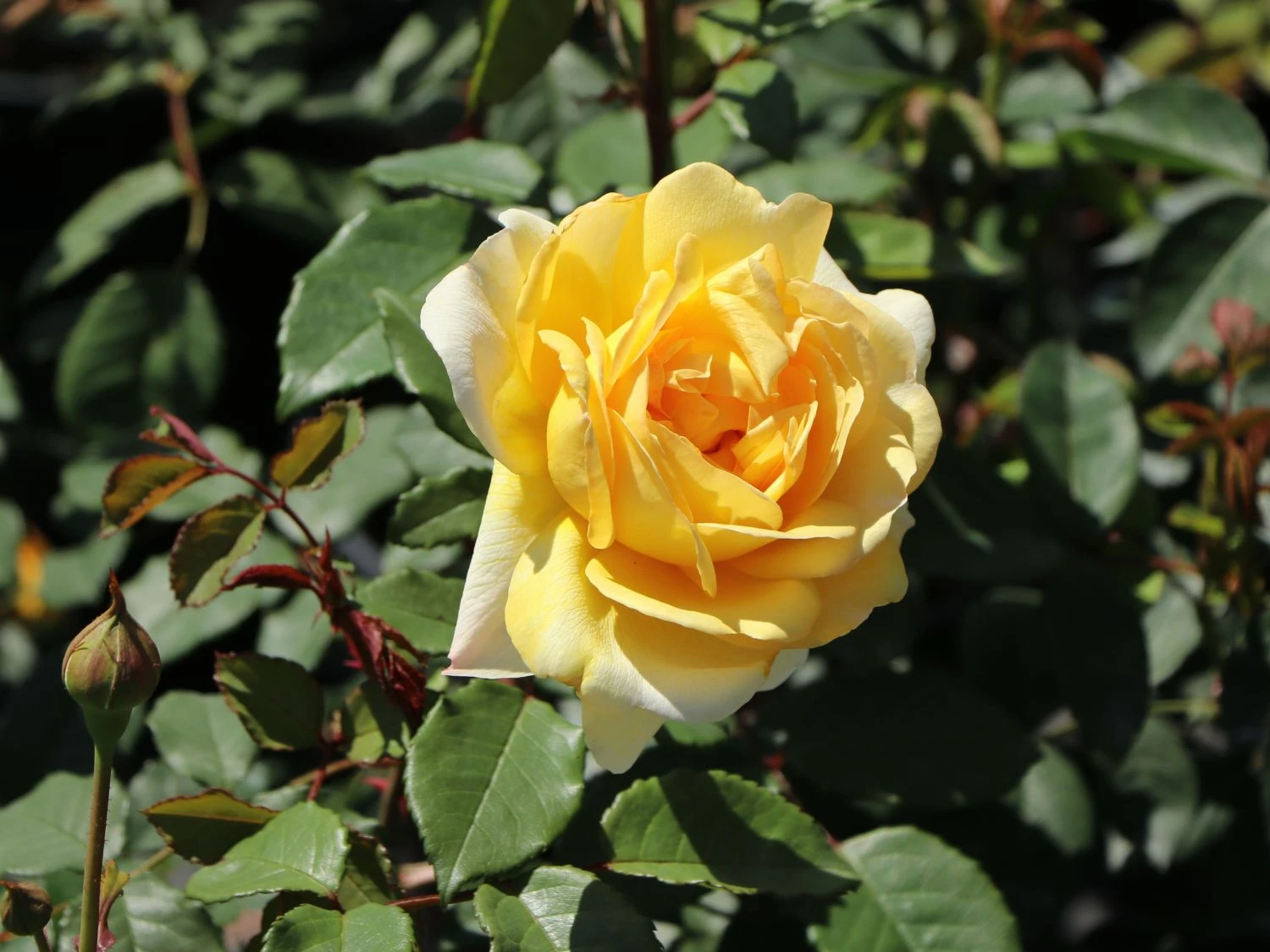 Englische Rose 'The Poet's Wife' 3 Englische Rose 'The Poet's Wife' – Bild 3