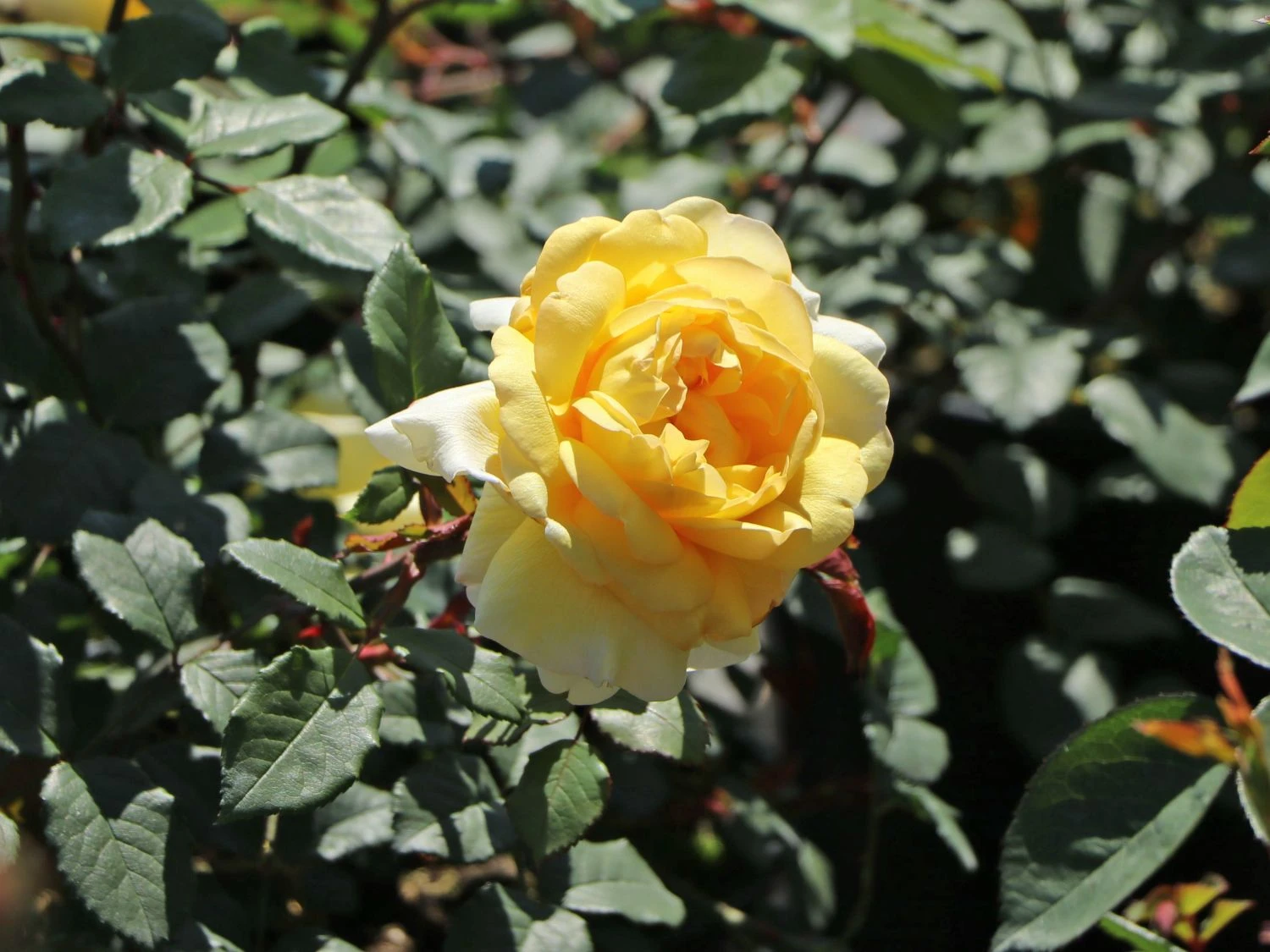 Englische Rose 'The Poet's Wife' 2 Englische Rose 'The Poet's Wife' – Bild 2