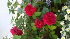 Englische Rose 'William Shakespeare 2000' ® -Deutschland Garten Funk Verkaufs-Shop englische rose william shakespeare 2000 m002824 307684 1