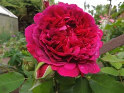 Englische Rose 'William Shakespeare 2000' ® -Deutschland Garten Funk Verkaufs-Shop englische rose william shakespeare 2000 m002824 494932 0