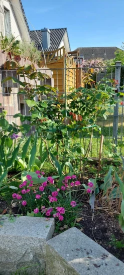 Englische Rose 'William Shakespeare 2000' ® -Deutschland Garten Funk Verkaufs-Shop englische rose william shakespeare 2000 m002824 915234 0