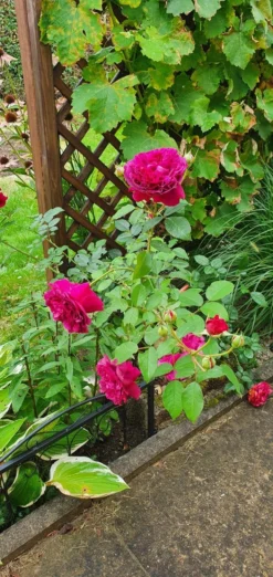 Englische Rose 'William Shakespeare 2000' ® -Deutschland Garten Funk Verkaufs-Shop englische rose william shakespeare 2000 m002824 973143 0