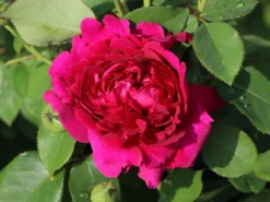 Englische Rose 'William Shakespeare 2000' ®
