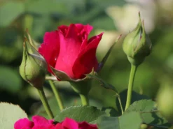 Englische Rose 'William Shakespeare 2000' ® -Deutschland Garten Funk Verkaufs-Shop englische rose william shakespeare 2000 m002824 w 0