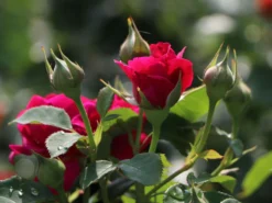 Englische Rose 'William Shakespeare 2000' ® -Deutschland Garten Funk Verkaufs-Shop englische rose william shakespeare 2000 m002824 w 1