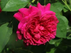 Englische Rose 'William Shakespeare 2000' ® -Deutschland Garten Funk Verkaufs-Shop englische rose william shakespeare 2000 m002824 w 2