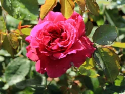 Englische Rose 'William Shakespeare 2000' ® -Deutschland Garten Funk Verkaufs-Shop englische rose william shakespeare 2000 m002824 w 4