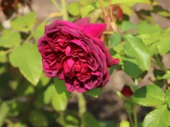 Englische Rose 'William Shakespeare 2000' ® -Deutschland Garten Funk Verkaufs-Shop englische rose william shakespeare 2000 m002824 w 5