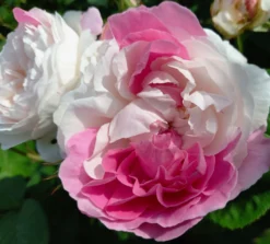 Englische Rose 'Winchester Cathedral' ® 32 Englische Rose 'Winchester Cathedral' ® -Deutschland Garten Funk Verkaufs-Shop englische rose winchester cathedral m002764 1449874 0