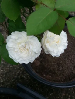 Englische Rose 'Winchester Cathedral' ® 34 Englische Rose 'Winchester Cathedral' ® -Deutschland Garten Funk Verkaufs-Shop englische rose winchester cathedral m002764 193676 0