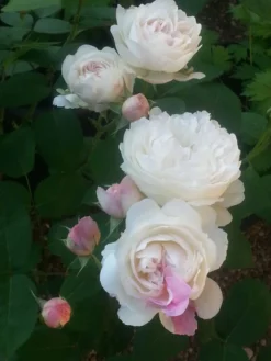 Englische Rose 'Winchester Cathedral' ® 33 Englische Rose 'Winchester Cathedral' ® -Deutschland Garten Funk Verkaufs-Shop englische rose winchester cathedral m002764 193676 1