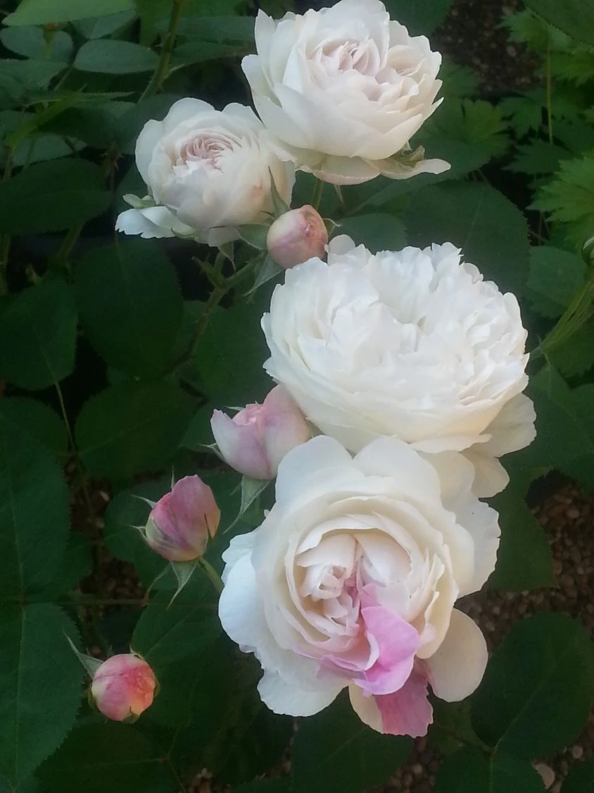 Englische Rose 'Winchester Cathedral' ® 14 Englische Rose 'Winchester Cathedral' ® – Bild 14