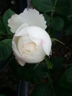 Englische Rose 'Winchester Cathedral' ® 37 Englische Rose 'Winchester Cathedral' ® -Deutschland Garten Funk Verkaufs-Shop englische rose winchester cathedral m002764 464010 0