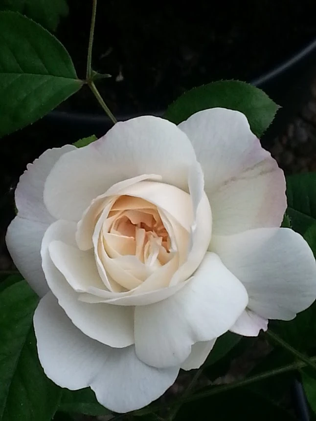 Englische Rose 'Winchester Cathedral' ® 17 Englische Rose 'Winchester Cathedral' ® – Bild 17