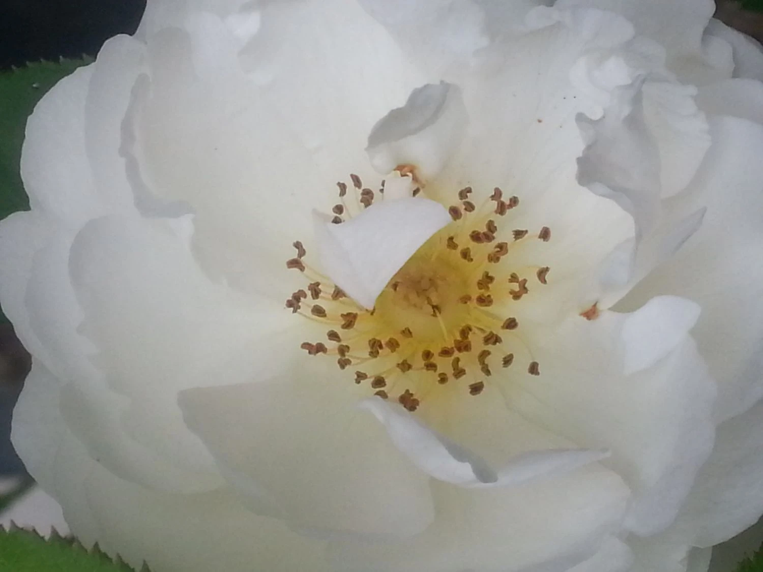 Englische Rose 'Winchester Cathedral' ® 16 Englische Rose 'Winchester Cathedral' ® – Bild 16