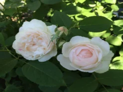 Englische Rose 'Winchester Cathedral' ® 39 Englische Rose 'Winchester Cathedral' ® -Deutschland Garten Funk Verkaufs-Shop englische rose winchester cathedral m002764 796335 0