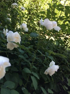 Englische Rose 'Winchester Cathedral' ® 38 Englische Rose 'Winchester Cathedral' ® -Deutschland Garten Funk Verkaufs-Shop englische rose winchester cathedral m002764 796335 1