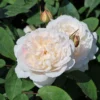 Englische Rose 'Winchester Cathedral' ®