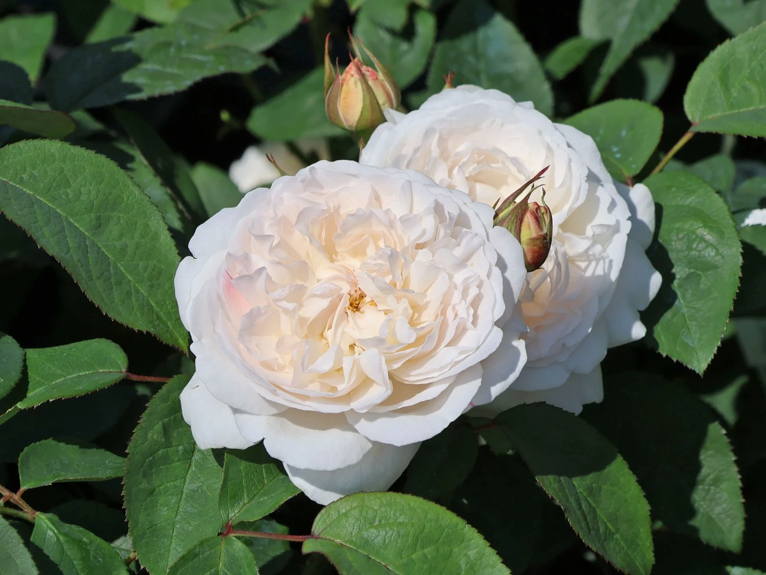 Englische Rose 'Winchester Cathedral' ® 1 Englische Rose 'Winchester Cathedral' ®