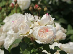 Englische Rose 'Winchester Cathedral' ® 29 Englische Rose 'Winchester Cathedral' ® -Deutschland Garten Funk Verkaufs-Shop englische rose winchester cathedral m002764 w 0