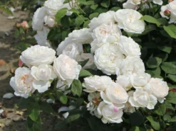 Englische Rose 'Winchester Cathedral' ® 23 Englische Rose 'Winchester Cathedral' ® -Deutschland Garten Funk Verkaufs-Shop englische rose winchester cathedral m002764 w 1