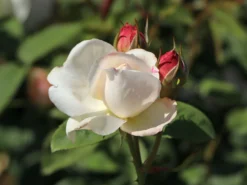 Englische Rose 'Winchester Cathedral' ® 27 Englische Rose 'Winchester Cathedral' ® -Deutschland Garten Funk Verkaufs-Shop englische rose winchester cathedral m002764 w 10