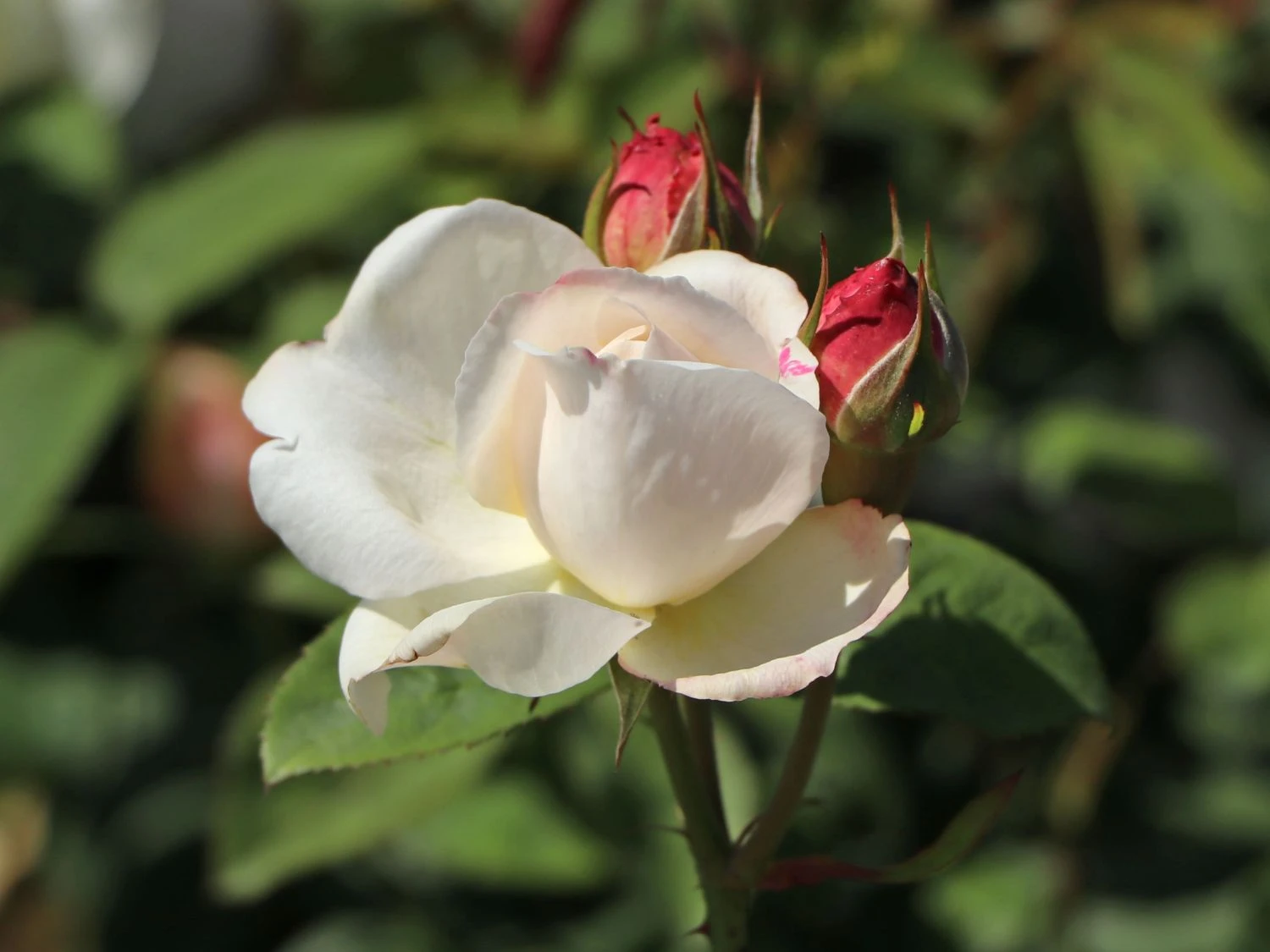 Englische Rose 'Winchester Cathedral' ® 8 Englische Rose 'Winchester Cathedral' ® – Bild 8