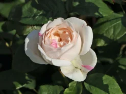 Englische Rose 'Winchester Cathedral' ® 22 Englische Rose 'Winchester Cathedral' ® -Deutschland Garten Funk Verkaufs-Shop englische rose winchester cathedral m002764 w 11