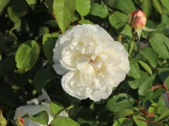 Englische Rose 'Winchester Cathedral' ® 28 Englische Rose 'Winchester Cathedral' ® -Deutschland Garten Funk Verkaufs-Shop englische rose winchester cathedral m002764 w 2