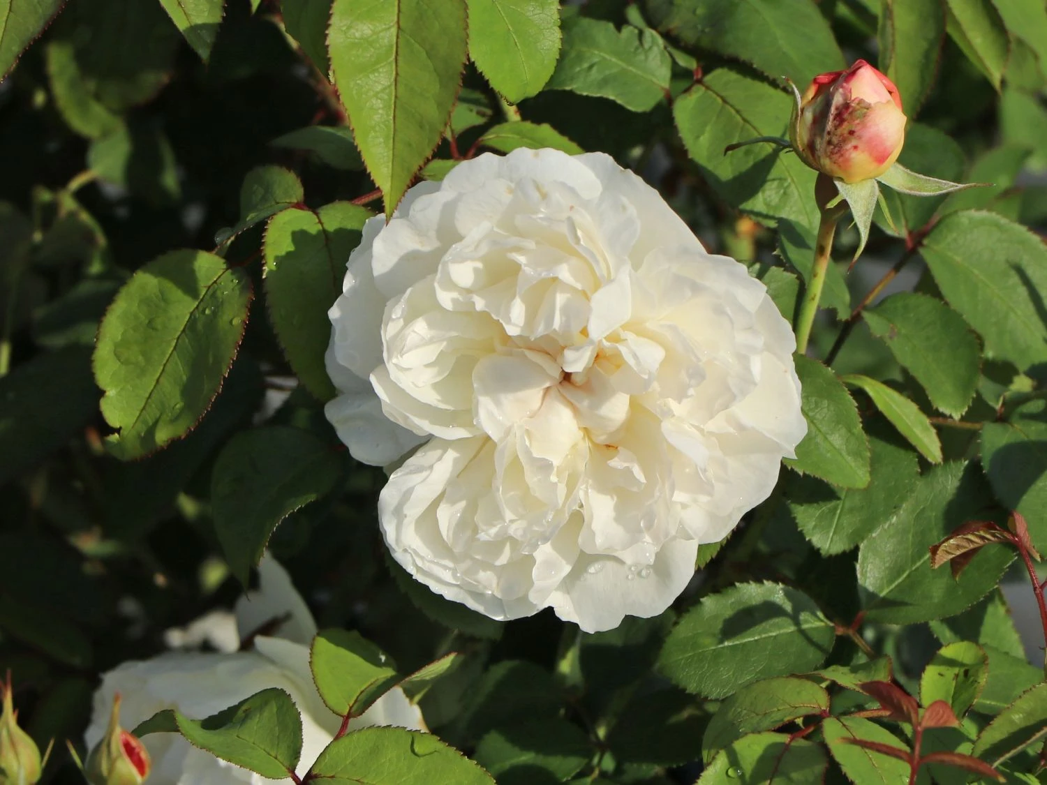 Englische Rose 'Winchester Cathedral' ® 9 Englische Rose 'Winchester Cathedral' ® – Bild 9