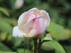 Englische Rose 'Winchester Cathedral' ® 30 Englische Rose 'Winchester Cathedral' ® -Deutschland Garten Funk Verkaufs-Shop englische rose winchester cathedral m002764 w 3