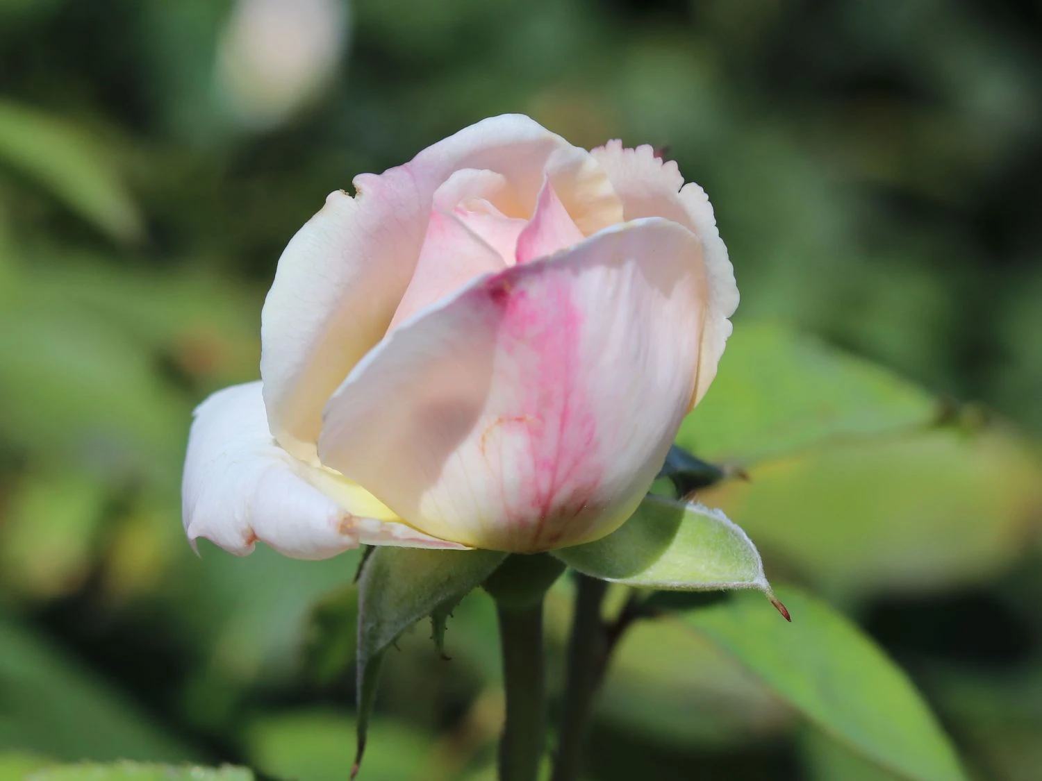 Englische Rose 'Winchester Cathedral' ® 11 Englische Rose 'Winchester Cathedral' ® – Bild 11