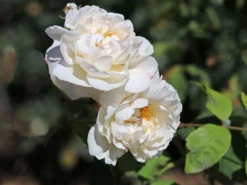 Englische Rose 'Winchester Cathedral' ® 24 Englische Rose 'Winchester Cathedral' ® -Deutschland Garten Funk Verkaufs-Shop englische rose winchester cathedral m002764 w 4