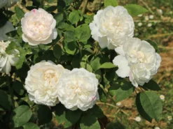 Englische Rose 'Winchester Cathedral' ® 25 Englische Rose 'Winchester Cathedral' ® -Deutschland Garten Funk Verkaufs-Shop englische rose winchester cathedral m002764 w 6