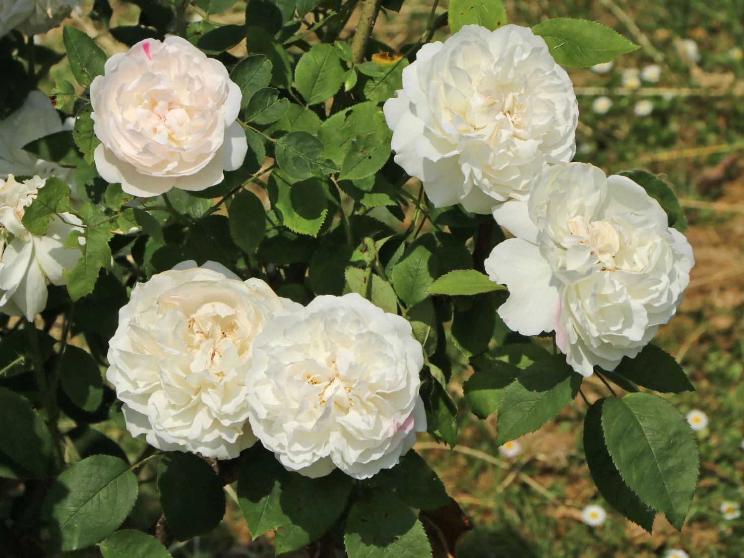 Englische Rose 'Winchester Cathedral' ® 6 Englische Rose 'Winchester Cathedral' ® – Bild 6