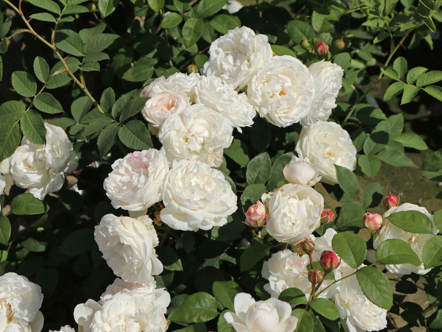 Englische Rose 'Winchester Cathedral' ® 2 Englische Rose 'Winchester Cathedral' ® – Bild 2