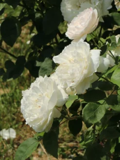 Englische Rose 'Winchester Cathedral' ® 31 Englische Rose 'Winchester Cathedral' ® -Deutschland Garten Funk Verkaufs-Shop englische rose winchester cathedral m002764 w 8