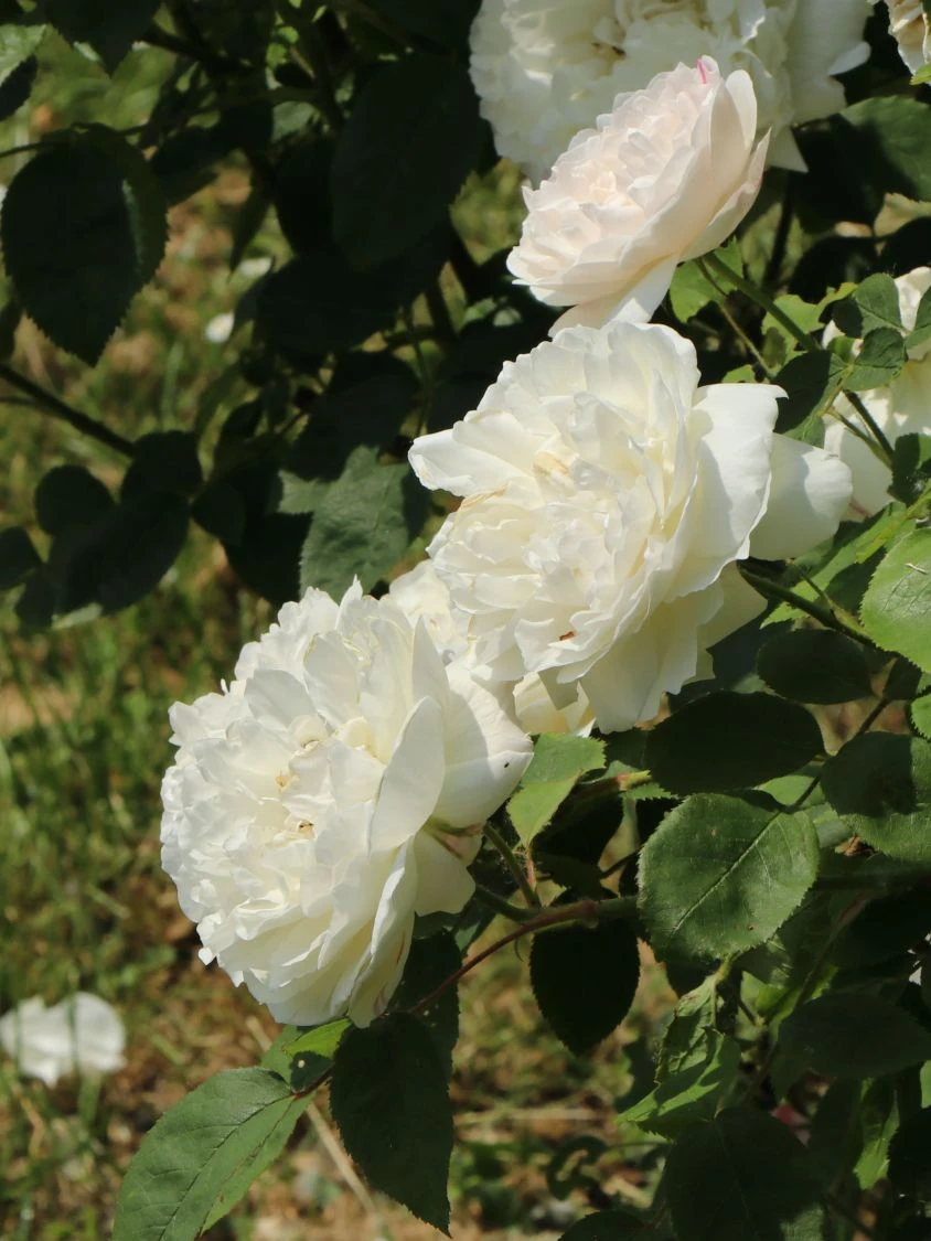 Englische Rose 'Winchester Cathedral' ® 12 Englische Rose 'Winchester Cathedral' ® – Bild 12