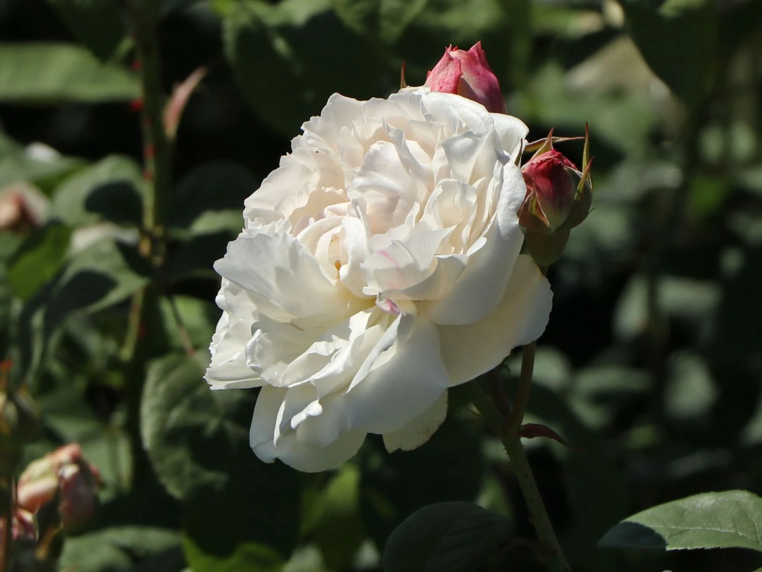 Englische Rose 'Winchester Cathedral' ® 7 Englische Rose 'Winchester Cathedral' ® – Bild 7