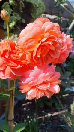 Englische Strauchrose 'Summer Song' 23 Englische Strauchrose 'Summer Song' -Deutschland Garten Funk Verkaufs-Shop englische strauchrose summer song m056205 1467090 0