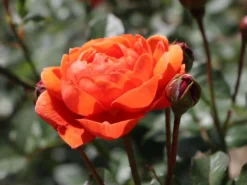 Englische Strauchrose 'Summer Song' 18 Englische Strauchrose 'Summer Song' -Deutschland Garten Funk Verkaufs-Shop englische strauchrose summer song m056205 w 0 1