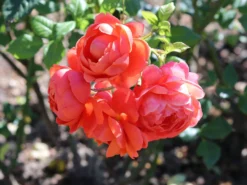 Englische Strauchrose 'Summer Song' 14 Englische Strauchrose 'Summer Song' -Deutschland Garten Funk Verkaufs-Shop englische strauchrose summer song m056205 w 0