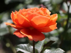 Englische Strauchrose 'Summer Song' 17 Englische Strauchrose 'Summer Song' -Deutschland Garten Funk Verkaufs-Shop englische strauchrose summer song m056205 w 1