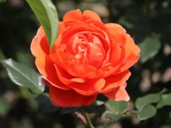 Englische Strauchrose 'Summer Song' 21 Englische Strauchrose 'Summer Song' -Deutschland Garten Funk Verkaufs-Shop englische strauchrose summer song m056205 w 5