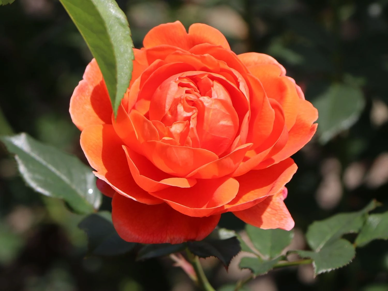 Englische Strauchrose 'Summer Song' 10 Englische Strauchrose 'Summer Song' – Bild 10