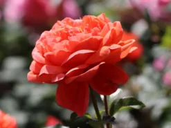 Englische Strauchrose 'Summer Song' 15 Englische Strauchrose 'Summer Song' -Deutschland Garten Funk Verkaufs-Shop englische strauchrose summer song m056205 w 6