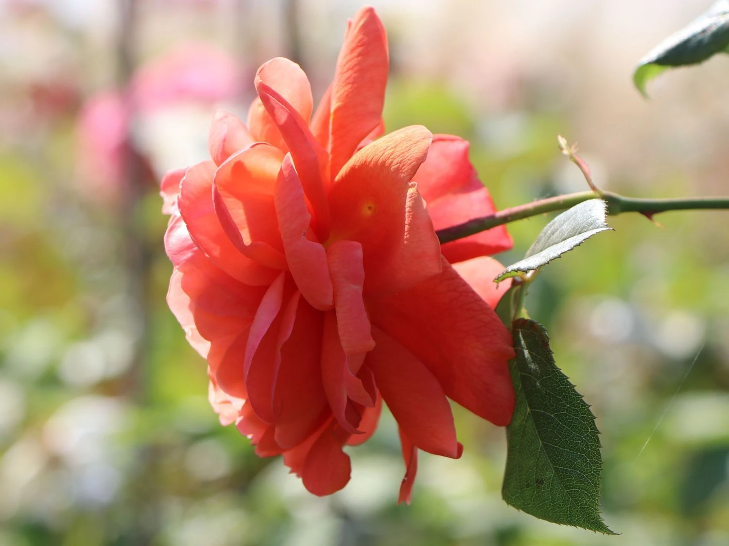 Englische Strauchrose 'Summer Song' 5 Englische Strauchrose 'Summer Song' – Bild 5