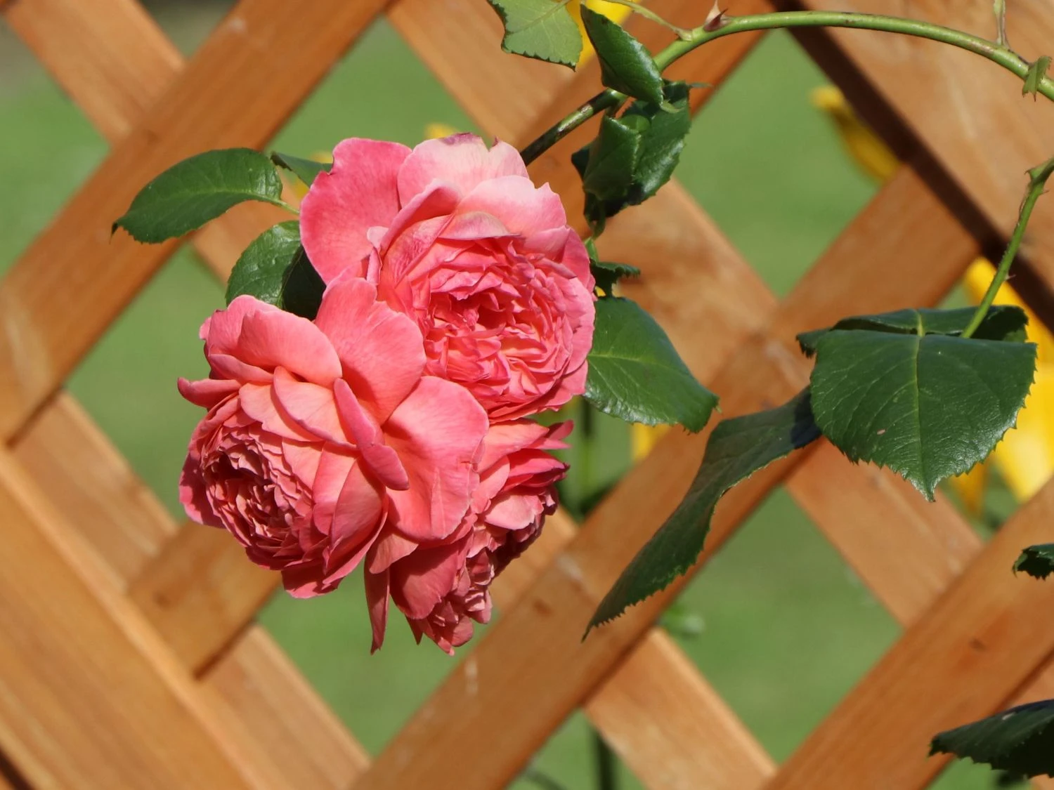 Englische Strauchrose 'Summer Song' 2 Englische Strauchrose 'Summer Song' – Bild 2