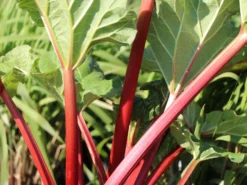 Erdbeer-Rhabarber / Himbeer-Rhabarber 'Frambozen Rood' -Deutschland Garten Funk Verkaufs-Shop erdbeer rhabarber himbeer rhabarber frambozen rood m102689 w 2