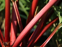 Erdbeer-Rhabarber / Himbeer-Rhabarber 'Frambozen Rood' -Deutschland Garten Funk Verkaufs-Shop erdbeer rhabarber himbeer rhabarber frambozen rood m102689 w 3